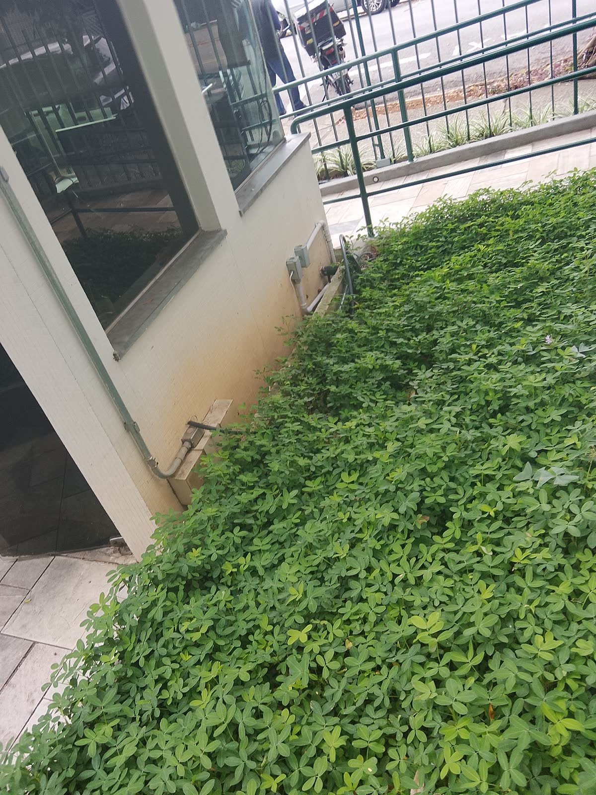 Detalhe da forração verde implantada junto à guarita